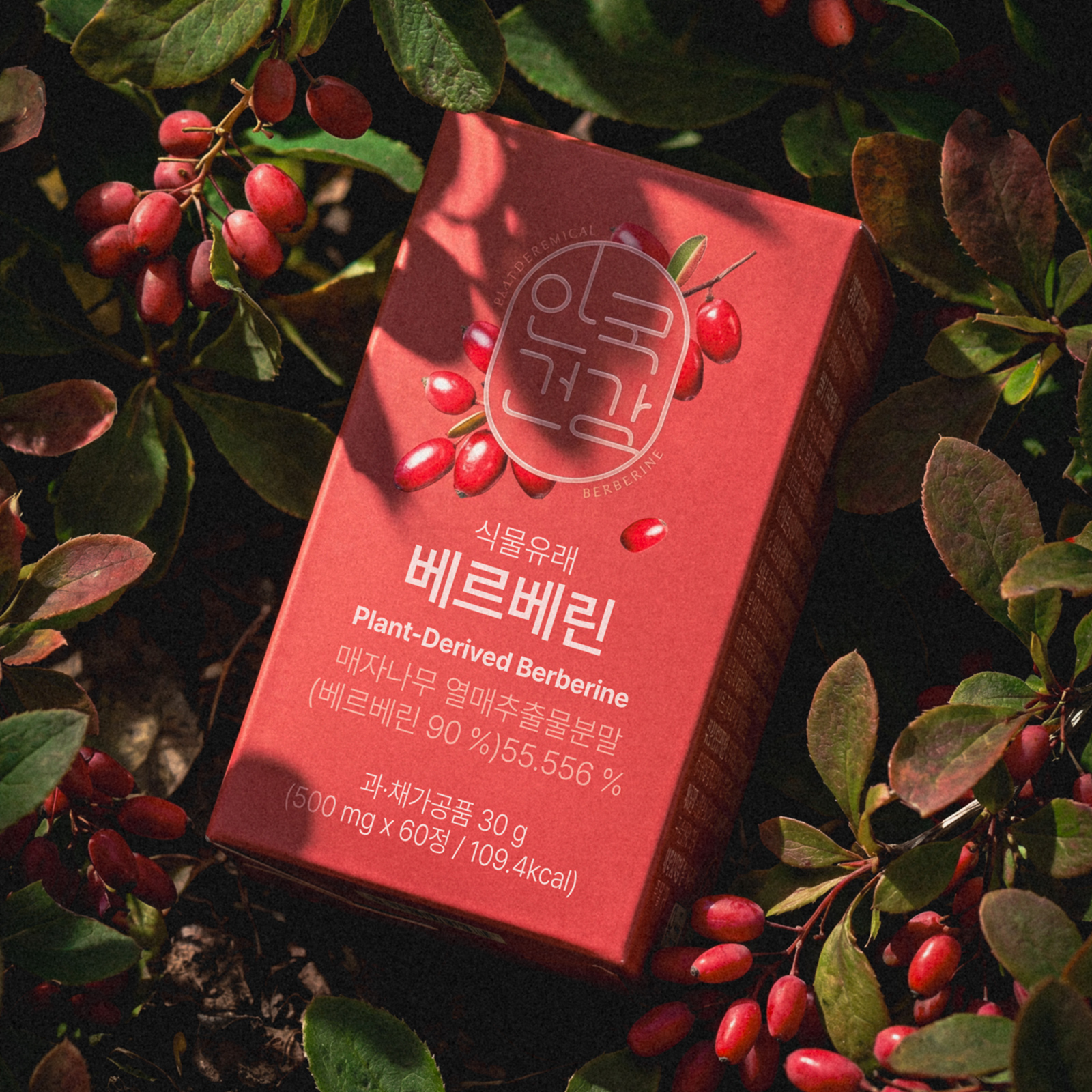 [1+1][유즈노유즈] 식물유래 베르베린 인도 매자나무추출물 항산화 혈당 60정 2박스 (2개월분)